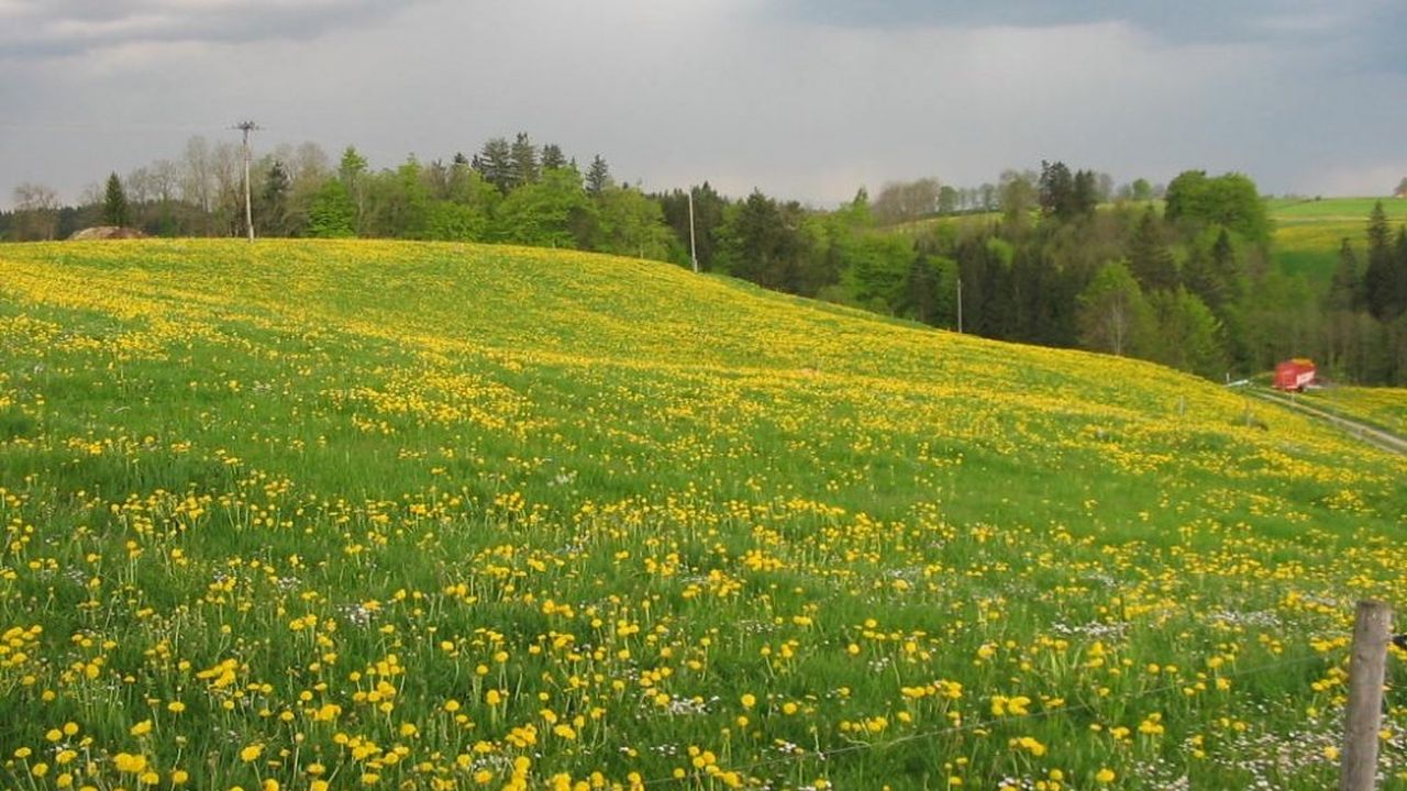 Frühling Frühling